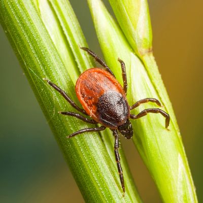 Vakcinācija pret ērču encefalītu